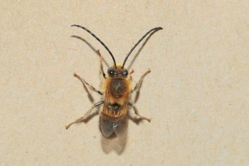 Eucera nigrescens